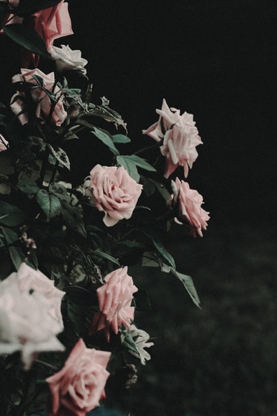 选择粉色的玫瑰的照片
